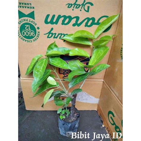 Jual Bibit Cincau Rambat Super Beli 5 Gratis 1 Shopee Indonesia