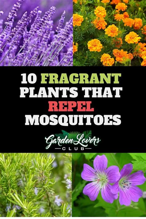 10 Fragrant Plants That Repel Mosquitoes Garden Lovers Club