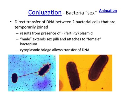 Virus And Bacteria Genetics Ppt Download