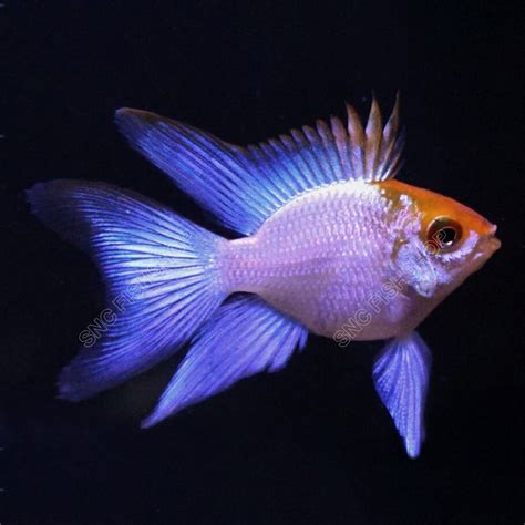 แรมสนบลโกล Blue Gold Ram Mikrogeophagus Ramirezi ขายเซทละ 2ตว 5