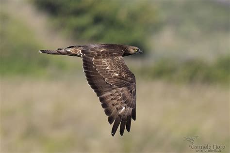 Falco Pecchiaiolo JuzaPhoto