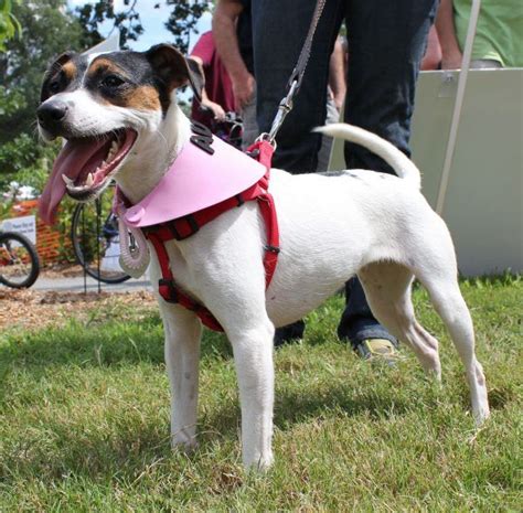 Dogs in Heat: 10 Vet-Verified Facts – Dogster | Dog in heat, Dog facts ...