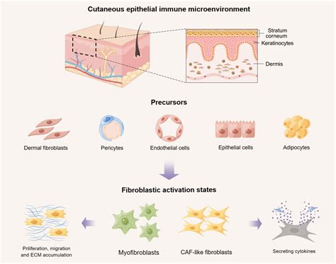 Frontiers New Insight Into The Role Of Fibroblasts In The Epithelial