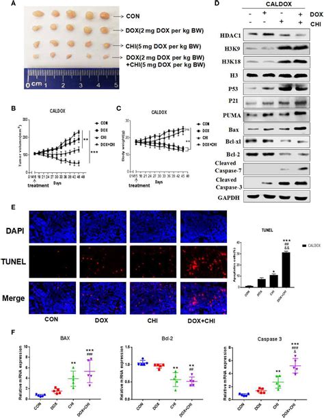 Frontiers Chidamide Combined With Doxorubicin Induced P Driven Cell