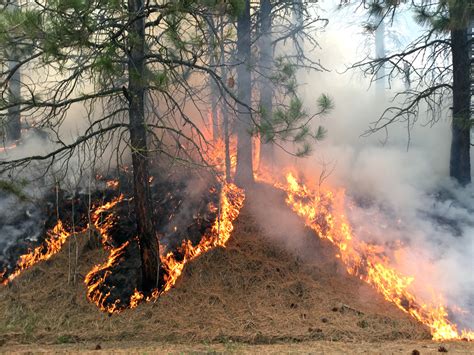 Forest Service Professionals Prepare For A Prescribed Burn Us Forest Service