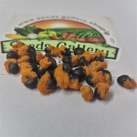 Orange Bird of Paradise Flower Seeds (Strelitzia reginae) - Price...