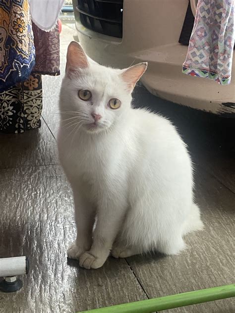 Japanese Bobtail Cat For Adoption 1 Year 2 Months Puteh From