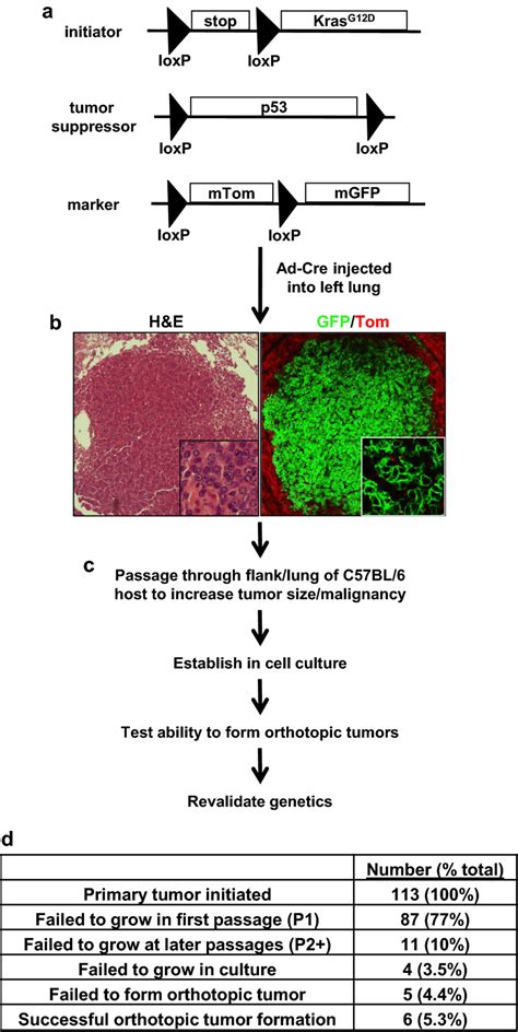 Strategy For Developing Syngeneic Tumor Lines With Orthotopic Growth