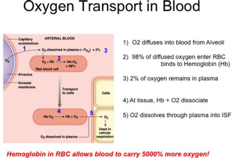 BIOL 222 003 Gas Transport In The Blood Oxygen Carbon Dioxide