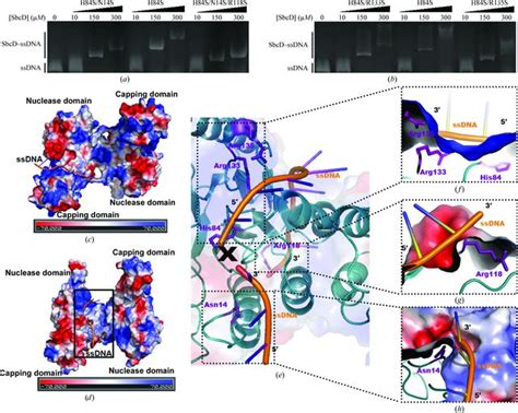 Iucr Structural Basis For Dna Recognition And Nuclease Processing By