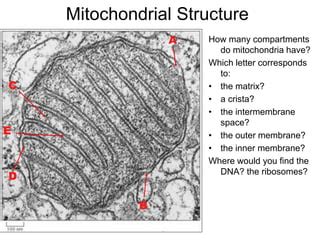 Tutorial 6 - mitochondria &chloroplast structute and functions.ppt ...