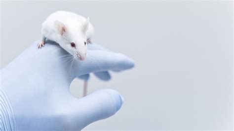 Mengapa Tikus Selalu Jadi Hewan Percobaan Klikdokter