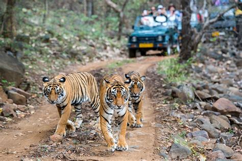 Why Choose Ranthambore For Tiger Safaris In India Tiger Safari In India