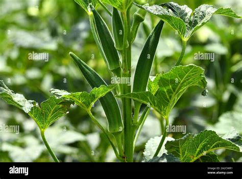 Okra Plant Hi Res Stock Photography And Images Alamy