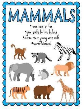 Mammals For Kids - Pets Lovers