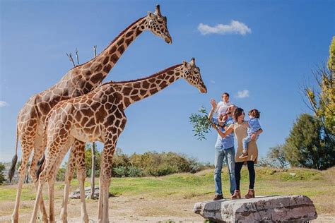 Skip the Line: Africam Safari Entrance Ticket 2024 - Puebla City