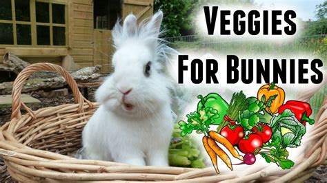 Best Plants To Feed Rabbits At Brian Drake Blog