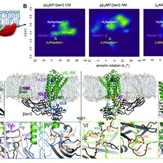 Interactions of ICL3 with membrane depend on β 2 AR phosphorylation