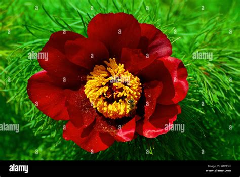 Peony Plants Hi Res Stock Photography And Images Alamy