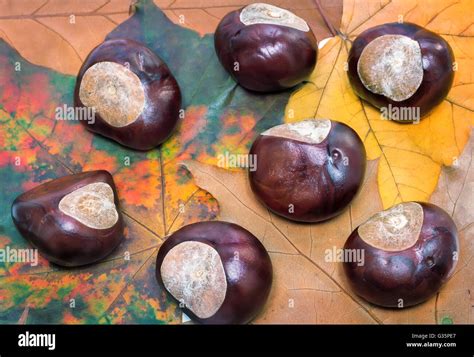 Gelbe Und Rote Bl Tter Im Herbst Liegen Mehrere Gro E Kastanienb Ume