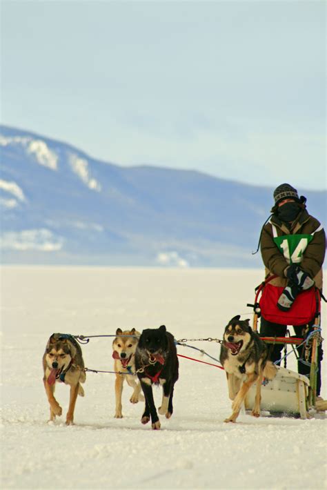 Dog Blog Caledonia Classic Dogsled Races