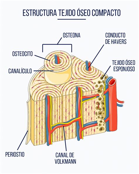 Sistema Esqueletico Anatom A Del Esqueleto Humano Estudiante De Medicina