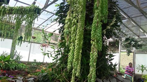 Haggala Botanical Garden Youtube