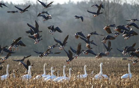 F Siles Permiten Descubrir Dos Nuevas Especies De Aves Que Convivieron