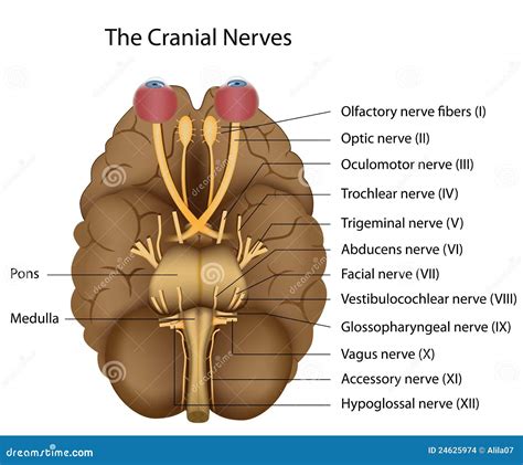 Cranial Nerver Vektor Illustrationer Illustration Av Vetenskap