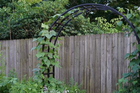 How To Grow Pole Beans In An Organic Kitchen Garden • Gardenary