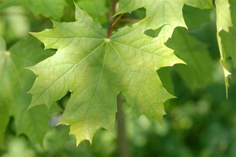 Acer platanoides (Norway Maple)