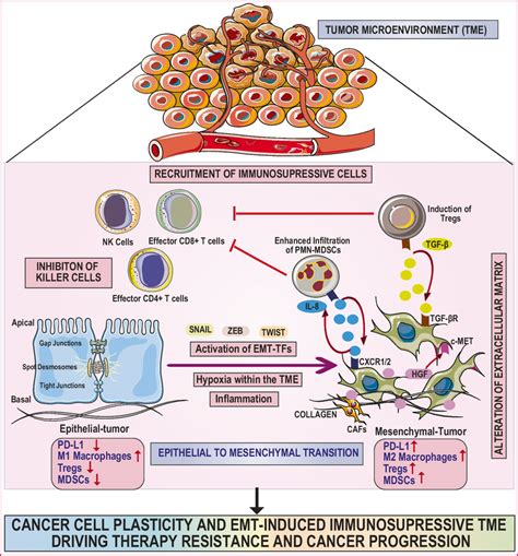 Cellular Mechanism Of Epithelial To Mesenchymal Transition Emt Driven