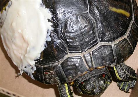 Care For Temperature Sick Red Eared Slider Turtle
