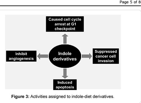 Figure From The Anti Carcinogenic Effect Of Indole Carbinol And