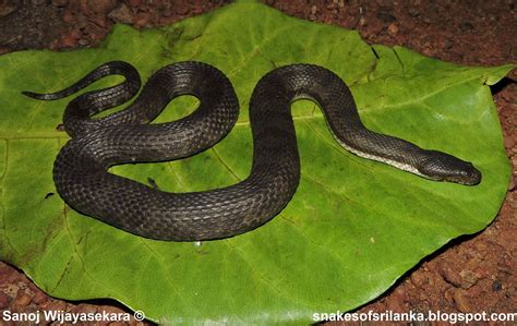 Snakes Of Sri Lanka Dog Faced Water Snakeකුණුදිය කලුවා Cerberus