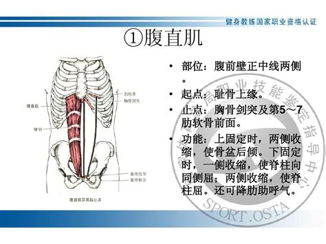 运动系统一肌肉word文档在线阅读与下载无忧文档