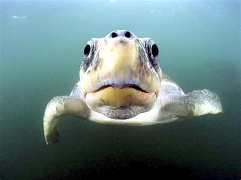 Olive Ridley Sea Turtle – "OCEAN TREASURES" Memorial Library