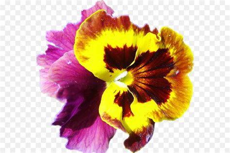 Pansy Planta Anual Roxo png transparente grátis