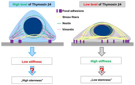 Changes In Biomechanical Properties Of A375 Cells Due To The Silencing