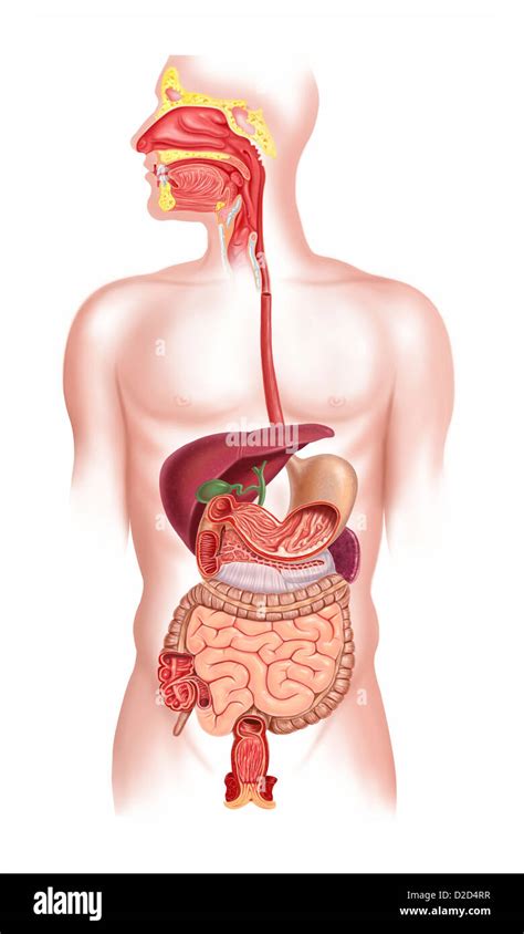 Vice Versa Antibiotici Stima Imagenes Del Sistema Digestivo Bersaglio