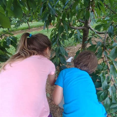 Cherry Hill Orchards Pick Your Own Fruits 2023 Fruit Schedule