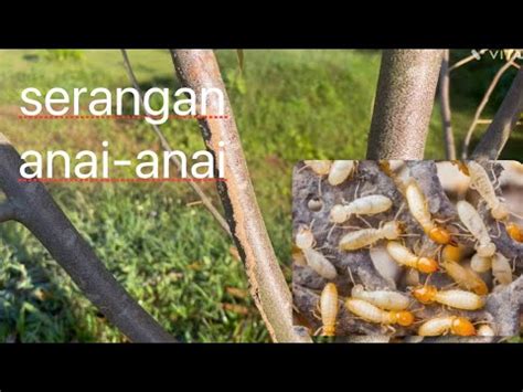 Serangan Anai Anai Pada Durian Atas Busut Youtube