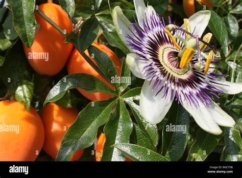 Granadilla Fruit Flowers