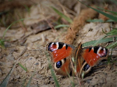 Papillon Aux Yeux De Chat Le Paon Du Jour Inachis Io Flickr