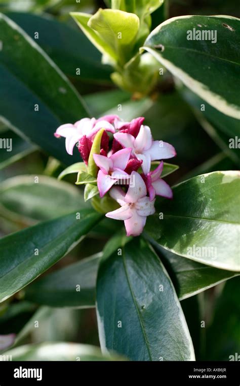 Daphne Odora Aureomarginata Hi Res Stock Photography And Images Alamy