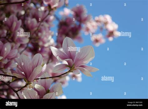 Beautiful Magnolia Tree In Lugano Switzerland Stock Photo Alamy