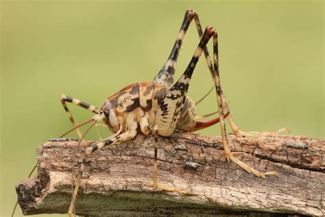 5 Things You Didnt Know About Cave Crickets Worldatlas