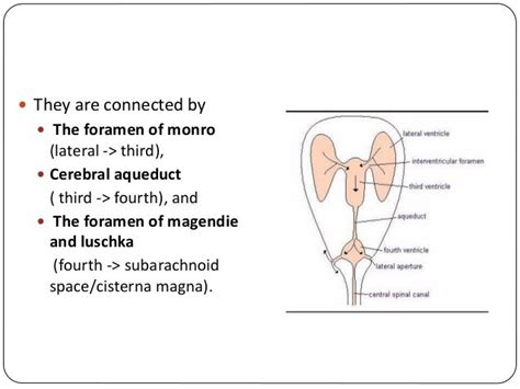 Ventricles