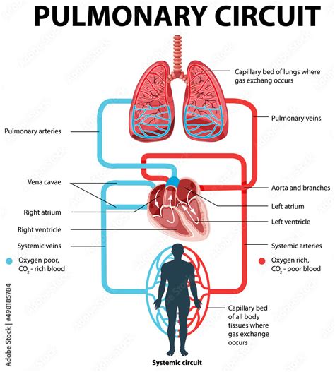 Diagram showing pulmonary circuit Stock Vector | Adobe Stock