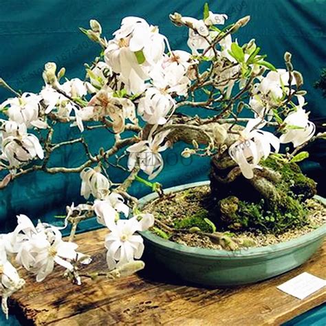 Magnolia Bonsairare Potted Flower Tree Garden Planteasy To Best Seeds